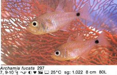 Archamia fucata